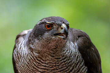 Goshawk