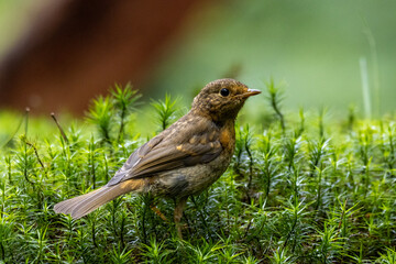 robin on the grass