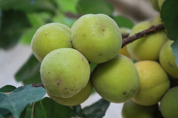 Fresh yellow Apricot fruits on stems
