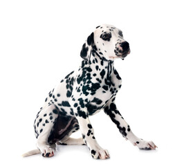 puppy dalmatian in studio