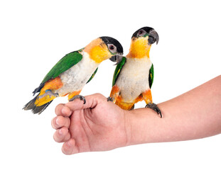 Black-headed parrot in studio