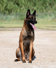 training of belgian shepherd