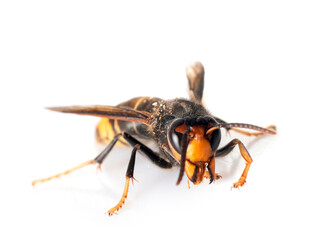 Asian hornet in studio