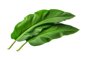 Green fresh banana leaves isolated on transparent or white background, png