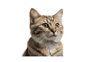 cat isolated on white