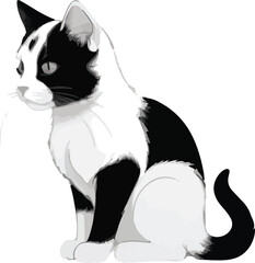 black and white cat