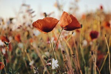 Mohn - Ecology - Beautiful summer day. Red poppy field. - Flowers Red poppies blossom on wild...