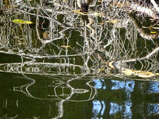 A fir tree fallen into the water with dry branches, without needles and forming reflections on the surface of the water, during autumn