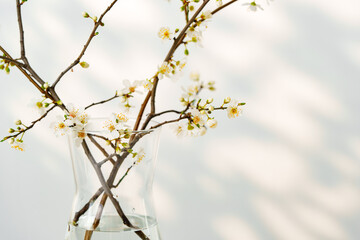 Blooming spring branches with flowers and its shadow on white background