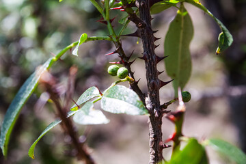 Winged Prickly Ash, Tumbru, Toothache Tree