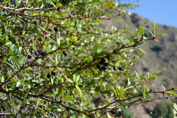 Berberis, Oregon Grape, Mountain Grape, Oregon Barberry, Oregon Grapeholly, Jaundice Berry, Woodsour, Sowberry, Pepperidge Bush, Sourspine or Tall Oregon Grape