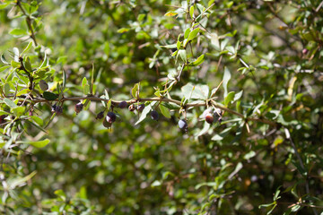 Berberis, Oregon Grape, Mountain Grape, Oregon Barberry, Oregon Grapeholly, Jaundice Berry, Woodsour, Sowberry, Pepperidge Bush, Sourspine or Tall Oregon Grape