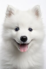 Adorable smiling dog portrait on white background, png format, cute and funny moment