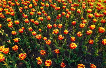 Beautiful colourful tulips background photo
