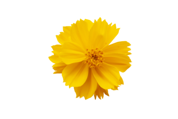  yellow flower cosmos arrangement flat lay style 