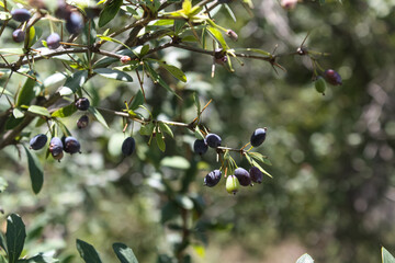 Berberis, Oregon Grape, Mountain Grape, Oregon Barberry, Oregon Grapeholly, Jaundice Berry,...