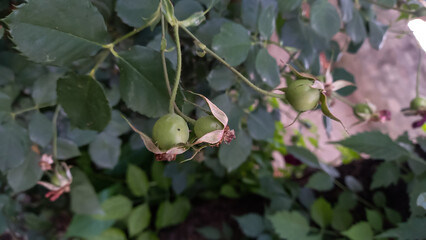 Rose hip, Dog rose, Common briar, Hundsrose, Eglantier,  Apothecary Rose or Cynorhodons,