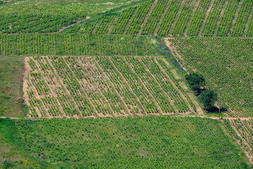 Lignes graphiques dans les vignes