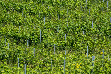 pieds de vigne, vignoble, vigne, raisin, vin, vert, agriculture, beaujolais, viticole, viticulture, cultures
