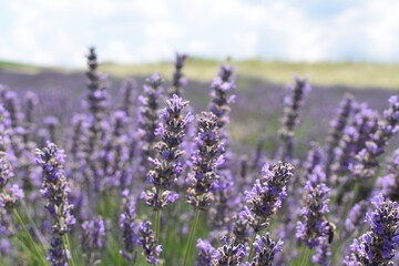 Obraz premium Beautiful lavender flowers in the field.