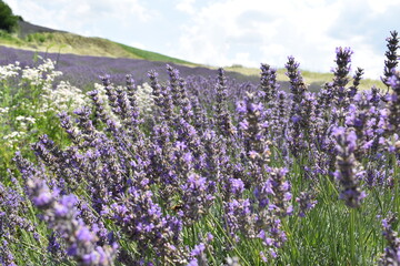 Fototapeta premium Beautiful lavender flowers in the field.