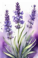 Fototapeta premium Lavender watercolor background. Delicate flower bouquet on a white background. Spring-summer banner template