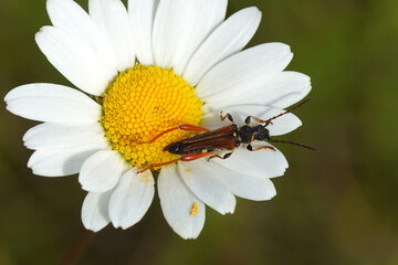 Close up longhorn beetle Stenopterus rufus, family Cerambycidae on flower of ox-eye daisy,...