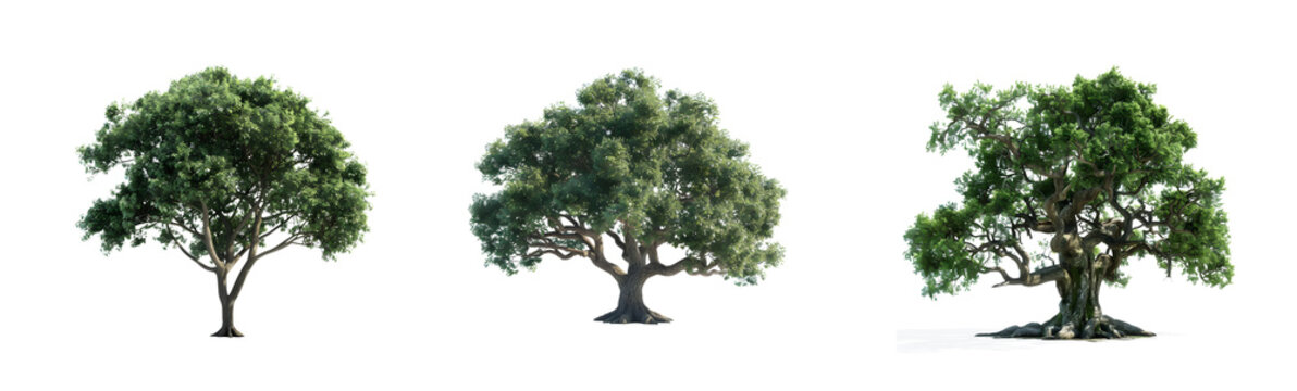 Collection of Green Trees Isolated on Transparent Background - Ecology Concept