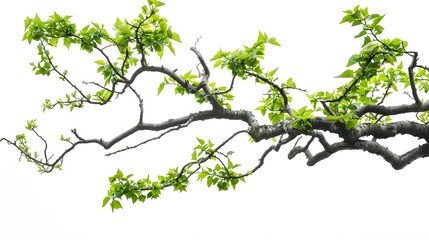 Fototapeta premium realistic twisted jungle branch with plant growing isolated on a white background