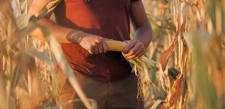 Portrait young man farmer in cornfield with freshly harvested corn for making silo. Farm silage production concept, fermented feed for food of cow