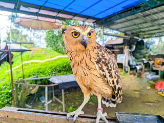 watchful Buffy Fish Owl (Ketupa ketupu) with striking yellow eyes, perched on a wooden beam in an...