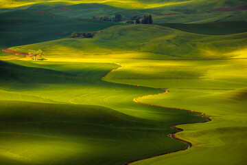 Leading line and lone tree in the Palouse seen from Steptoe Butte