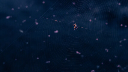 Spider on Web