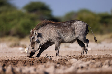 warthog at a waterhole in Etosha NP