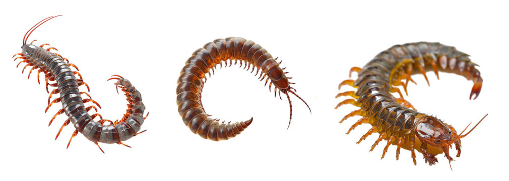 Collection of scolopendra isolated on transparent background. Generated ai
