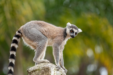 Fototapeta premium Lemur of Madagascar in their natural location