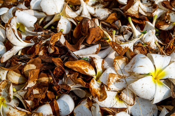close up photo of a collection of frangipani flowers that have fallen and dried