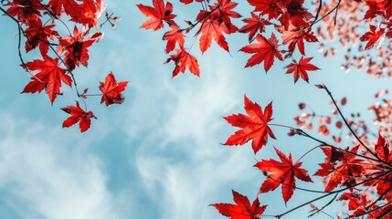 Red maple leaves against a blue sky