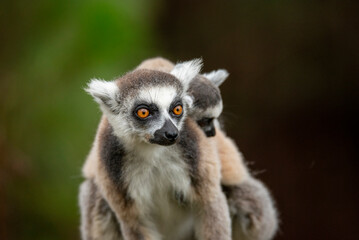 Lemur of Madagascar in their natural location