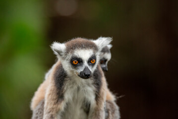 Obraz premium Lemur of Madagascar in their natural location