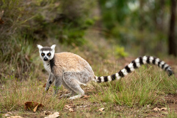 Lemur of Madagascar in their natural location