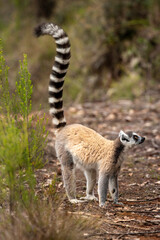 Lemur of Madagascar in their natural location