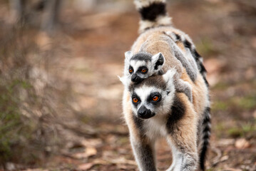 Lemur of Madagascar in their natural location