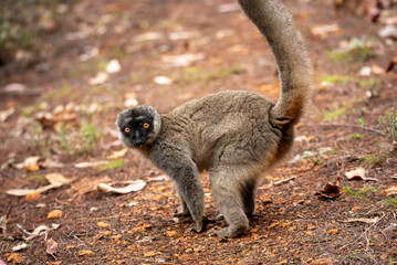 Lemur of Madagascar in their natural location
