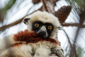 Naklejka premium Lemur of Madagascar in their natural location