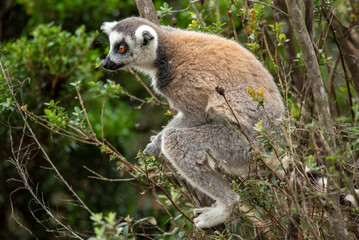 Lemur of Madagascar in their natural location