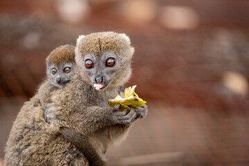 Lemur of Madagascar in their natural location