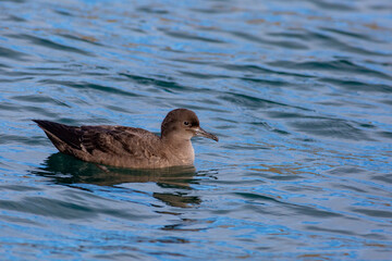 A close-up shot of a Sooty shearwater - Ardenna grisea - swimming in the south pacific ocean with a blue sea background, off the Taiaroa Head, Otago Peninsula, South Island, New Zealand