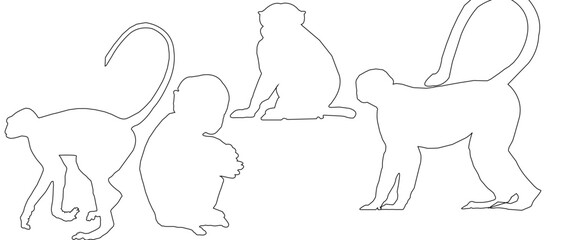 hand drawing of monkey 