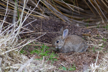 A cute, fluffy European rabbit (Oryctolagus cuniculus) foraging in grass in a nature reserve in the South Island, New Zealand. Rabbits are agricultural and ecological pests in New Zealand (introduced)
